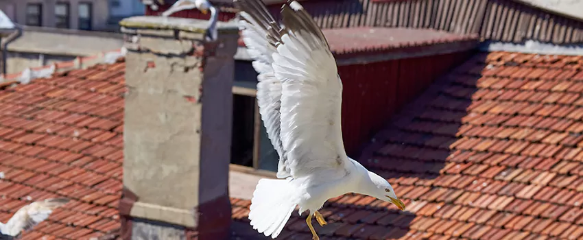 Residential Chimney Animal Removal Solution in Riviera Beach, FL
